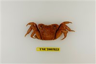 藏品(帝王仿相手蟹)的圖片